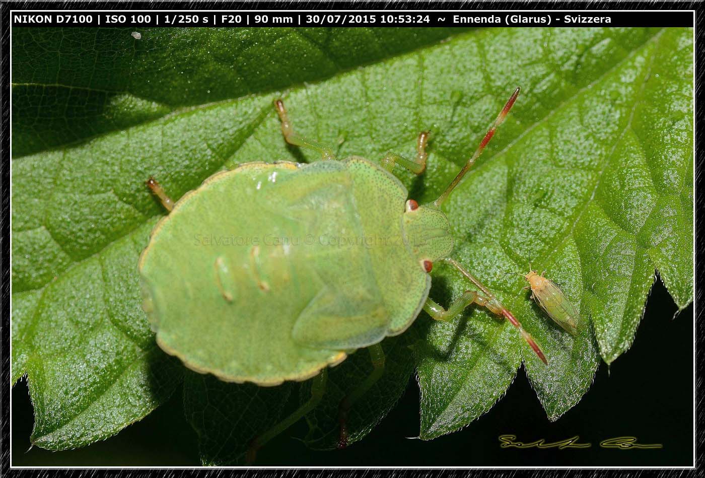 Ninfe di Palomena sp.